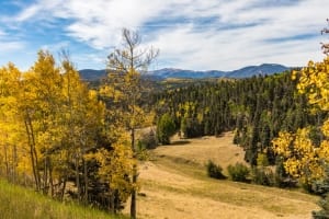 Photo of the Bright Aspens on the Elliot Barker Trail, a Taos Hiking Staple.